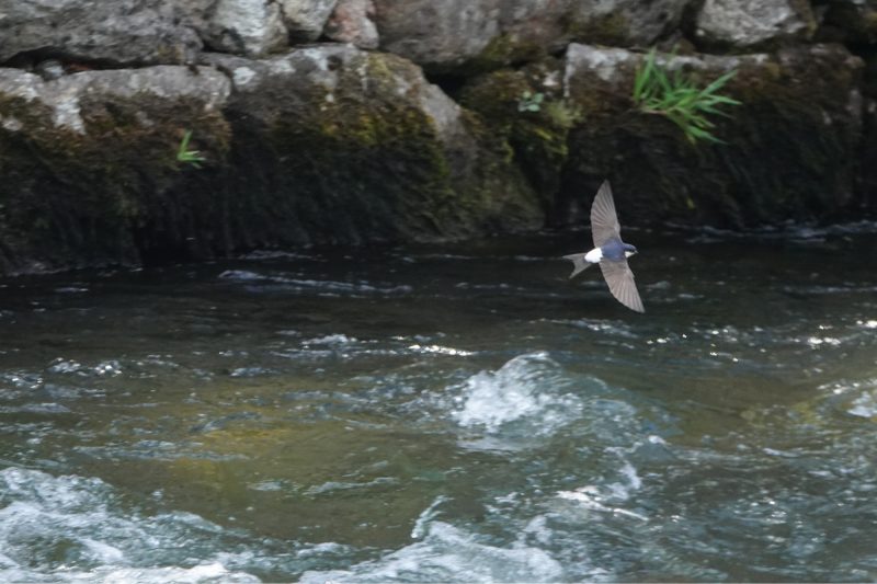 Hirondelle de fenêtre